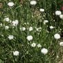 Tall White, Cornflower Seeds - Packet thumbnail number null
