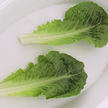 Dwarf Romaine, Lettuce Seeds image number null