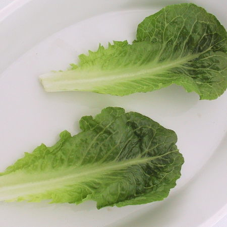 Dwarf Romaine, Lettuce Seeds - Packet image number null