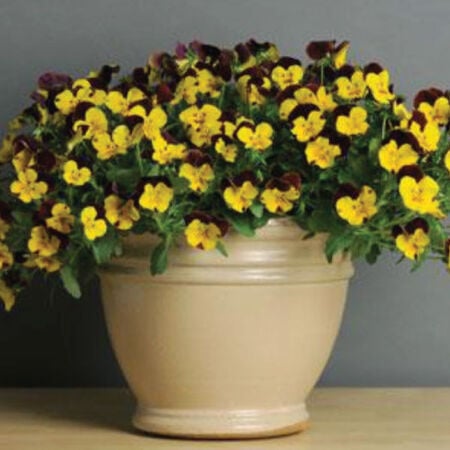 Sunshine and Wine Cool Wave, (F1) Pansy Seeds - Packet image number null