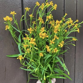 Mexican, Tarragon Seed