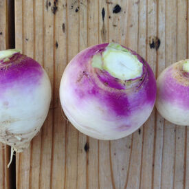 Purple Top White Globe, Turnip Seeds