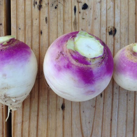 Purple Top White Globe, Turnip Seeds - Packet image number null