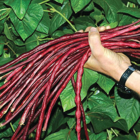 Asparagus Red Podded, Organic Bean Seeds - Packet image number null
