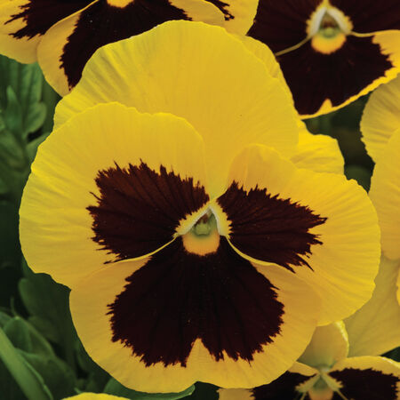Yellow with Blotch Spring Grandio, (F1) Pansy Seeds - Packet image number null