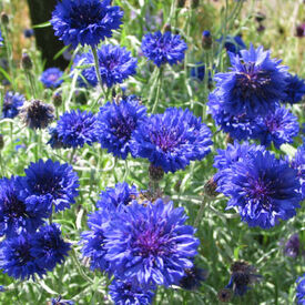 Tall Blue, Centaurea Seeds