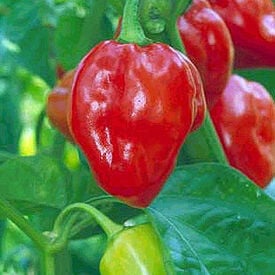 Caribbean Red Habanero, Pepper Seeds