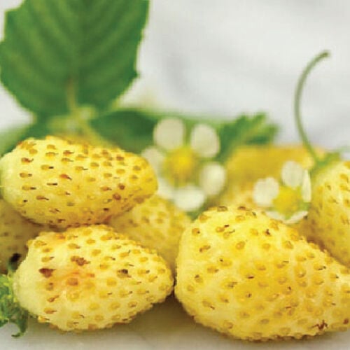 Strawberry Seeds Yellow Yellow Wonder News
