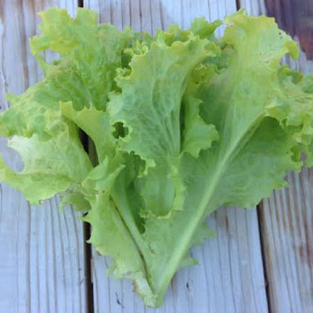 Seafresh, Lettuce Seeds image number null