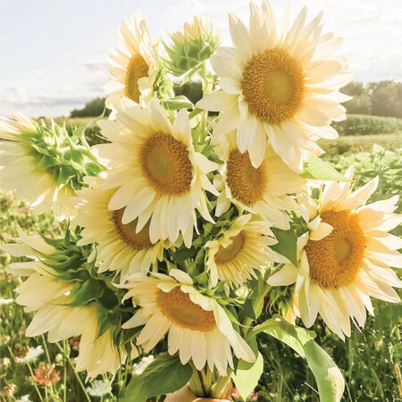 ProCut® White Lite, (F1) Sunflower Seeds - Packet image number null