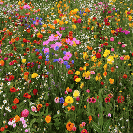 Hummingbird Blend, Wildflower Seeds