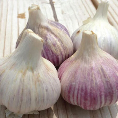 Music, Garlic Bulbs image number null