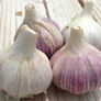 Music, Garlic Bulbs thumbnail number null