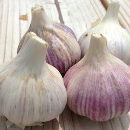 Music, Garlic Bulbs - 1/4 Pound image number null