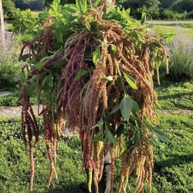 Coral Fountain, Amaranthus Seeds