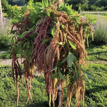 Coral Fountain, Amaranthus Seeds - Packet image number null