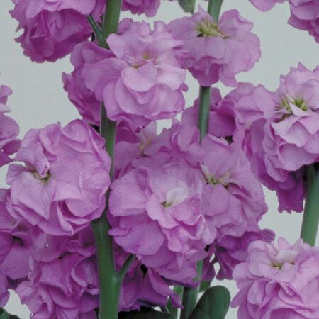 Lavender Quartet, Stock Seeds - Packet image number null