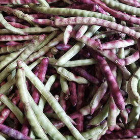 Mississippi Purple, Cowpea Seeds