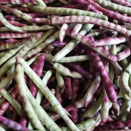 Mississippi Purple, Cowpea Seeds - 5 Pounds image number null