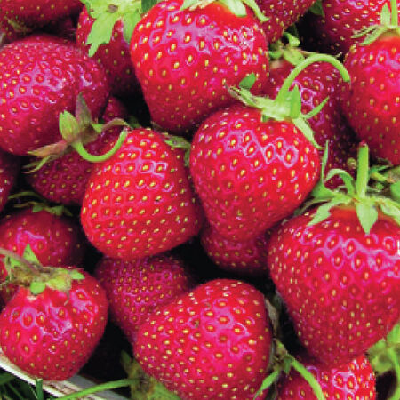 Allstar, Strawberry Plants image number null