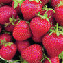 Allstar, Strawberry Plants thumbnail number null