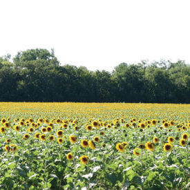 Wildlife Sunflower, Grains