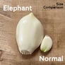 Elephant, Garlic Bulbs - 20 Pounds thumbnail number null