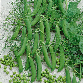 Taiwan Sugar, Organic Pea Seeds