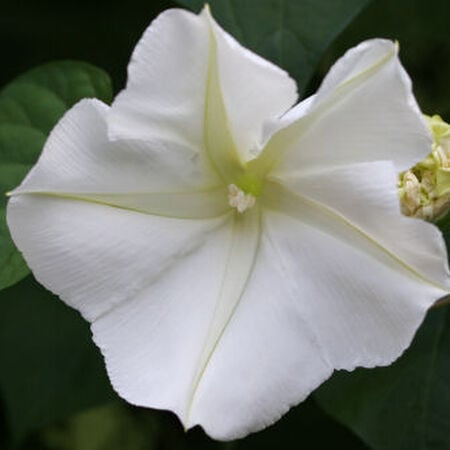 Giant White, Ipomoea Seeds - Packet image number null