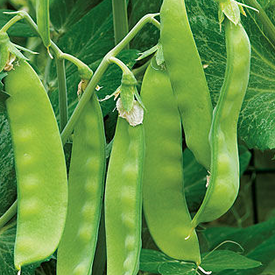 Oregon Sugar Pod II, Pea Seeds