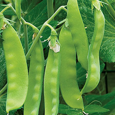 Oregon Sugar Pod II, Pea Seeds - 1 Pound image number null