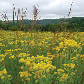 Stiff Goldenrod, Solidago Seeds