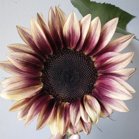 ProCut Plum, (F1) Sunflower Seeds - Packet image number null
