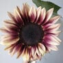 ProCut Plum, (F1) Sunflower Seeds - Packet thumbnail number null
