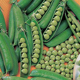 Spring, Pea Seeds