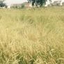 Winter Rye, Grains - 100 Pounds thumbnail number null