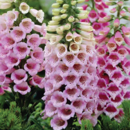 Dalmatian Rose, Digitalis Seeds - Packet image number null