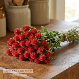 QIS Red, Gomphrena Seeds
