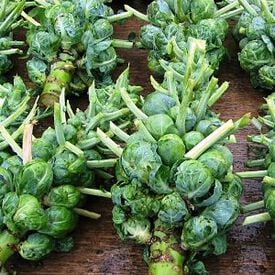 Catskill, Brussels Sprout Seeds