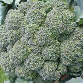 Waltham 29, Broccoli Seeds