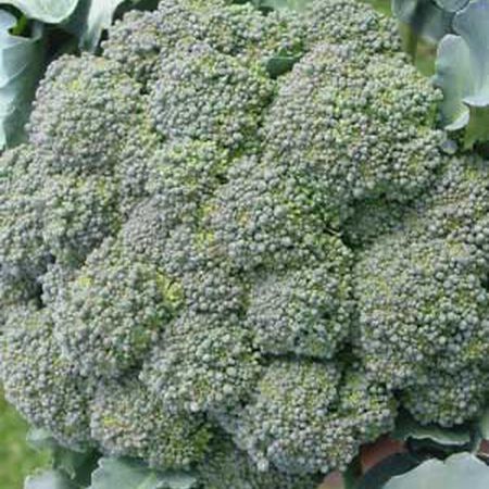 Waltham 29, Broccoli Seeds - Packet image number null