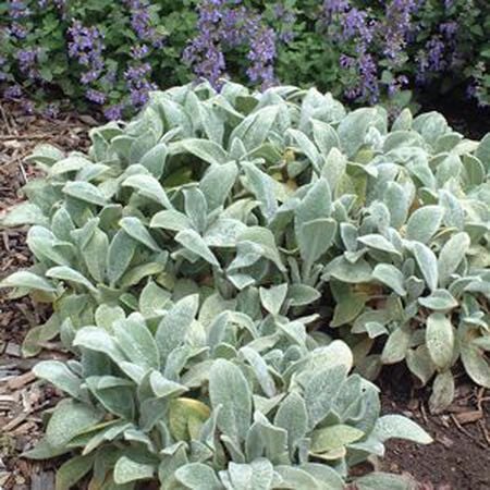 Lamb's Ear, Stachy Seeds - Packet image number null