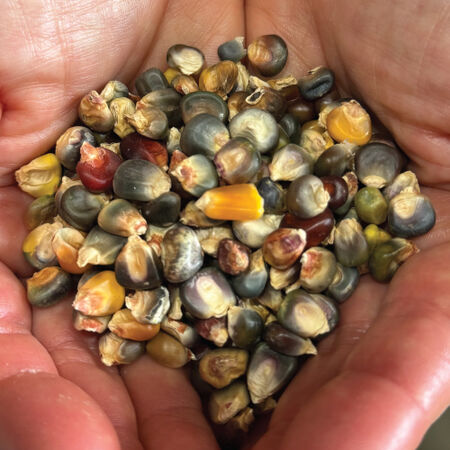 Oaxacan Green, Corn Seed - Packet (1 oz.) image number null