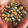 Oaxacan Green, Corn Seed - Packet (1 oz.) thumbnail number null