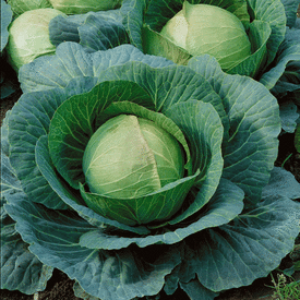 Danish Ballhead, Cabbage Seeds