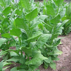 Samsun Maden, Tobacco Seed