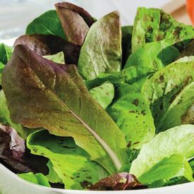 Romaine Trio Blend, Lettuce Seeds