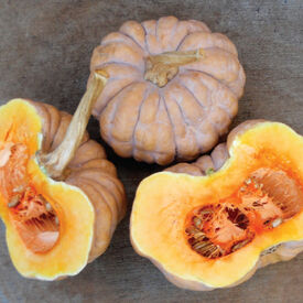 Kikuza, Squash Seeds