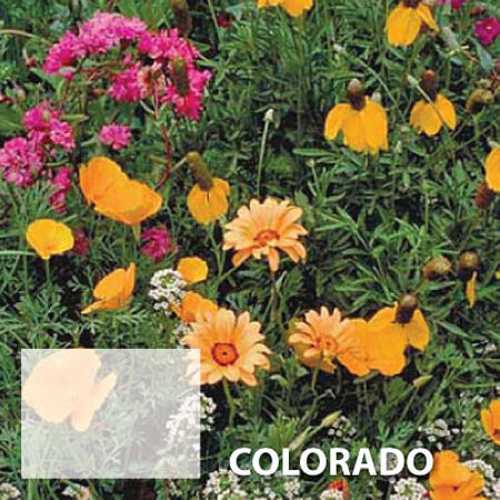 Colorado Blend, Wildflower Seed - 1 Ounce image number null