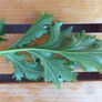 Mizuna Green Mustard Seed, Greens - Packet thumbnail number null